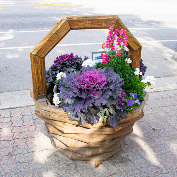 Leadville in Bloom